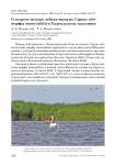 О встрече птенца лебедя-шипуна Cygnus olor морфы immutabilis в Кургальском заказнике