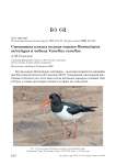 Смешанная кладка кулика-сороки Haematopus ostralegus и чибиса Vanellus vanellus