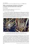 Яйцо камышницы Gallinula chloropus в гнезде волчка Ixobrychus minutus