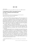 Серокрылая чайка Larus glaucescens на мысе Лопатка (юг Камчатки)