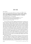 Залёт большой белой цапли Casmerodius albus на остров Беринга (Командорские острова)