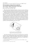 Белоклювая гагара Gavia adamsii на острове Айон (Западная Чукотка)