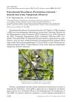 Китайский бюльбюль Pycnonotus sinensis – новый вид птиц Амурской области