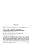 Новая встреча чайконосой крачки Gelochelidon nilotica в Южном Приморье