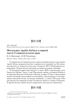 Могильник Aquila heliaca в горной части Ставропольского края