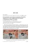 Гнездование мухоловки-пеструшки Ficedula hypoleuca в стене кирпичной постройки в Дворцовом парке Гатчины
