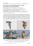 Гнездящиеся птицы Приморского края: болотная сова Asio flammeus