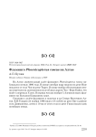 Фламинго Phoenicopterus roseus на Алтае