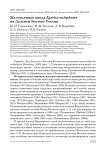 Желтоклювая цапля Egretta eulophotes на Дальнем Востоке России