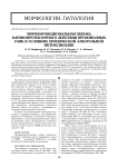 Морфофункциональная оценка кардиопротекторного действия производных ГАМК в условиях хронической алкогольной интоксикации
