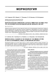 Морфологические изменения в органах иммунной системы крыс при экспериментальном моделировании дефицита магния