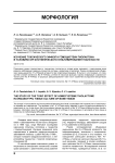 Изучение токсического эффекта гомоцистеин тиолактона в условиях органотипического культивирования ткани кости