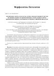 Увеличение синтеза коллагена II типа при облучении культуры мезенхимальных мультипотентных стромальных клеток низкоинтенсивным лазерным излучением длиной волны 633 нм