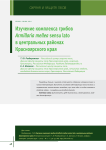 Изучение комплекса грибов Armillaria mellea sensu lato в центральных районах Красноярского края