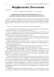 Развитие внутрилёгочного кровеносного русла млекопитающих в пренатальном периоде онтогенеза