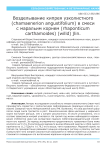 Возделывание кипрея узколистного (Сhamaenerion angustifolium) в смеси с маральим корнем (Rhaponticum carthamoides) (Willd) Jlin