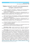 Эффективный способ культивирования кипрея узколистного