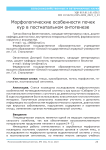 Морфологические особенности почек кур в постнатальном онтогенезе