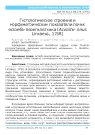 Гистологическое строение и морфометрические показатели почек ястреба-перепелятника (Аccipiter nisus Linnaeus, 1758)