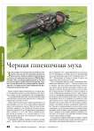 Черная пшеничная муха