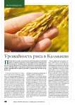 Урожайность риса в Калмыкии