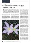 « Обыкновенное чудо» в опасности