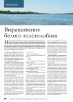 Выращивание белого толстолобика