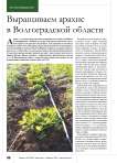 Выращиваем арахис в Волгоградской области