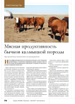 Мясная продуктивность бычков калмыцкой породы