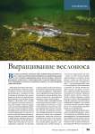 Выращивание веслоноса