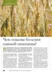 Чем опасны болезни озимой пшеницы?