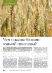 Чем опасны болезни озимой пшеницы?