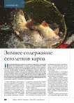 Зимнее содержание сеголетков карпа