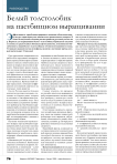 Белый толстолобик на пастбищном выращивании