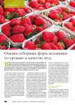 Оценка отборных форм земляники по урожаю и качеству ягод