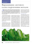 Выращивание листового салата гидропонным методом