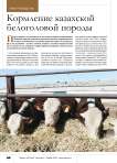 Кормление казахской белоголовой породы