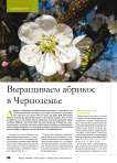 Выращиваем абрикос в Черноземье