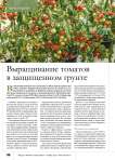 Выращивание томатов в защищенном грунте