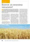 Боится ли пшеница пандемии?