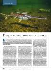 Выращивание веслоноса