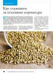 Как ухаживать за посевами кориандра