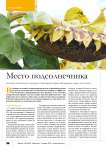 Место подсолнечника