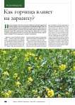 Как горчица влияет на заразиху?