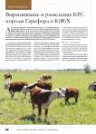 Выращивание и разведение КРС породы Герефорд в К(Ф)Х