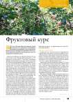 Фруктовый курс