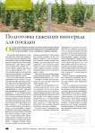 Подготовка саженцев винограда для посадки