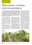 Принципы подбора сортов винограда