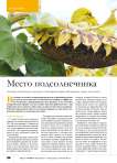 Место подсолнечника