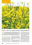 Рапс: чем он привлекает фермеров?
